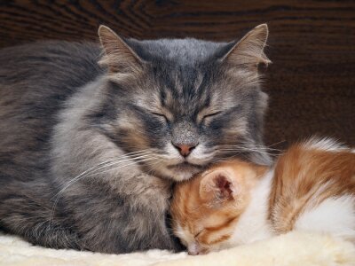 Sticker Katten groot en klein knuffelen elkaar tijdens het slapen