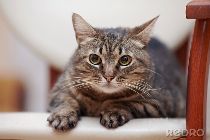 Sticker Katten huiskat met verwijde pupillen portret