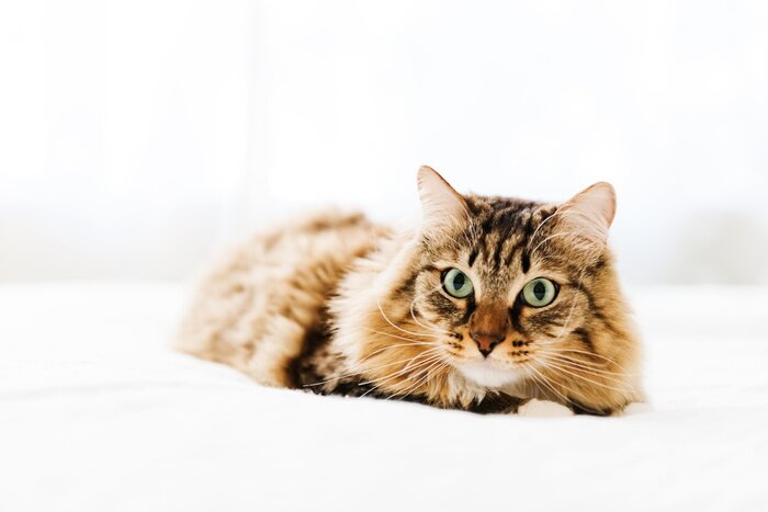 Sticker Katten huiskat op een wit bed