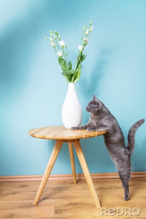 Sticker Katten klimmen op de tafel grijze kat