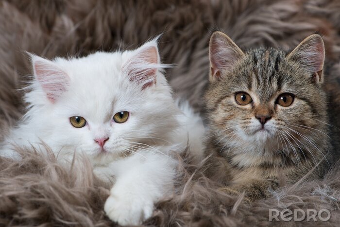 Sticker Katten met opgestoken oren in een pluizige deken