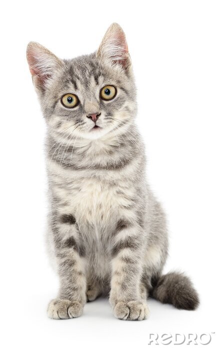 Sticker Katten Nieuwsgierige grijze kat met donkere accenten