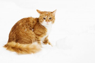 Sticker Katten pluizige gemberkat met sneeuw op zijn hoofd