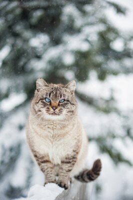 Sticker Katten Siberische kat op een besneeuwde omheining