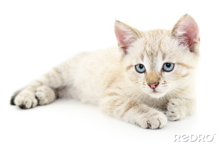 Sticker Katten witte kat met droevige blauwe ogen