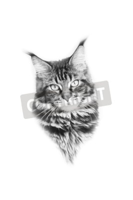 Sticker Kattenkop van een pluizige kat met borstels op de oren
