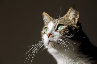 Sticker Kattenportret van een kat met smaragdgroene ogen