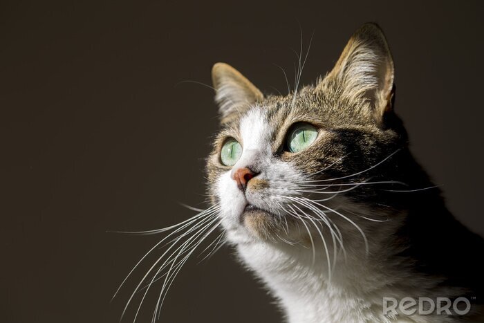 Sticker Kattenportret van een kat met smaragdgroene ogen