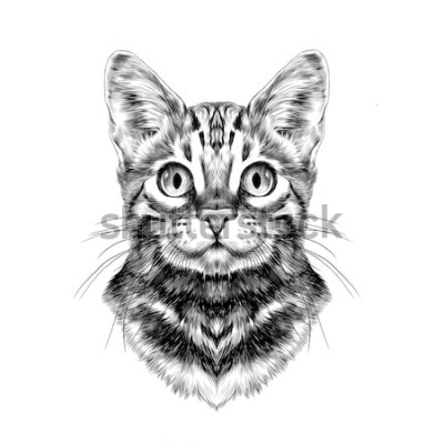 Sticker Kattentekening van een Bengaalse kat met wijd open ogen