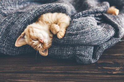 Kitten slapen gewikkeld in een deken
