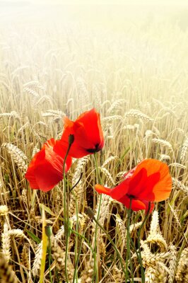 Klaprozen in het graanveld