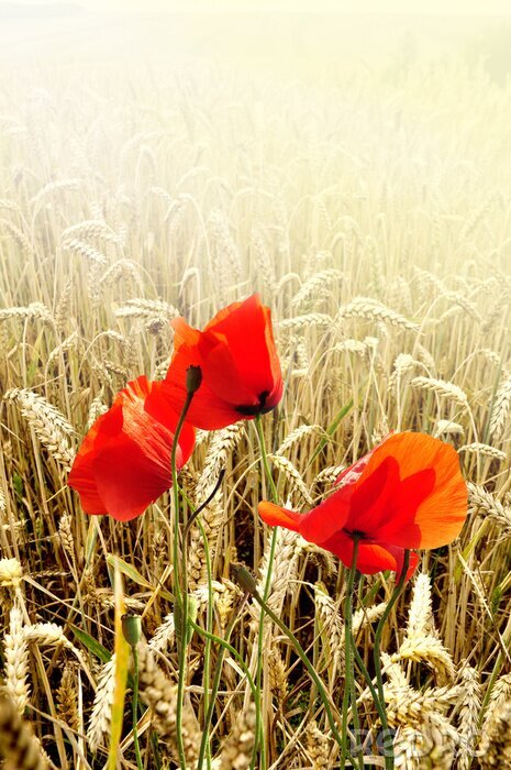 Sticker Klaprozen in het graanveld