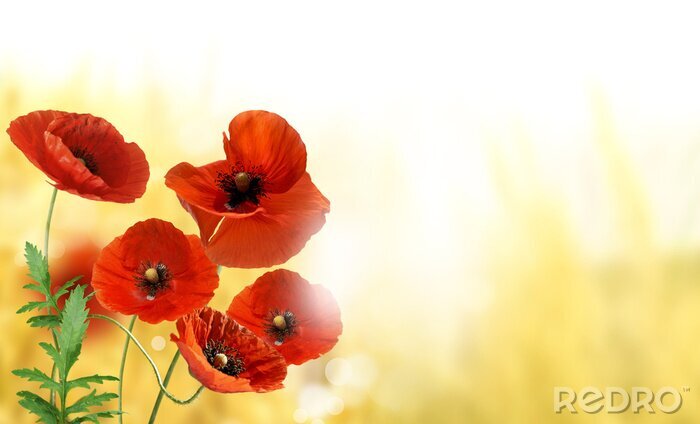 Sticker Klaprozen op gele achtergrond