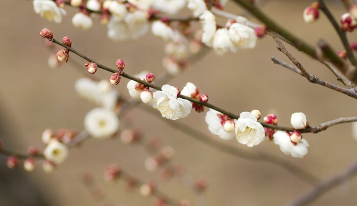 Sticker Kleine bloemen op een tak