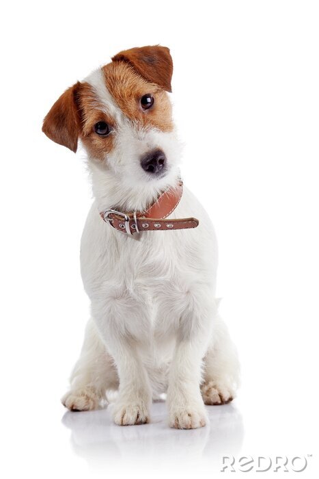 Sticker Kleine hondje van het ras een Jack Russell Terrier