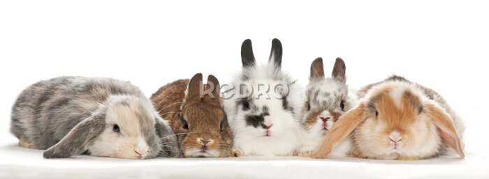 Sticker Kleine konijntjes op een witte achtergrond