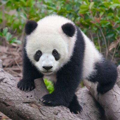 Kleine panda op een boom