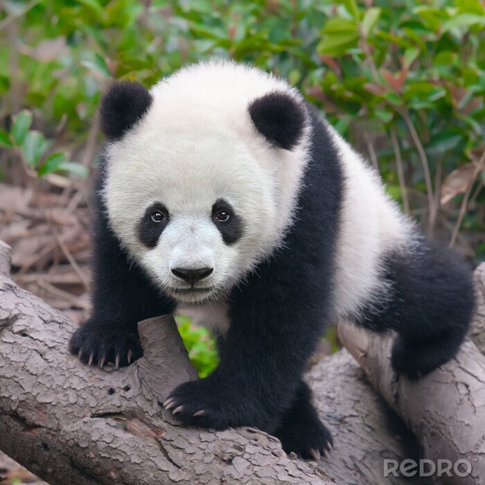 Sticker Kleine panda op een boom
