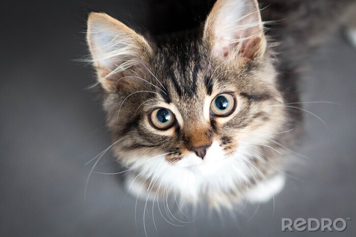 Sticker Kleine pluizige kat