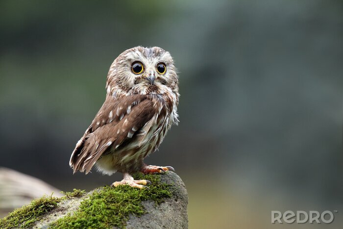 Sticker Kleine uil op de rots