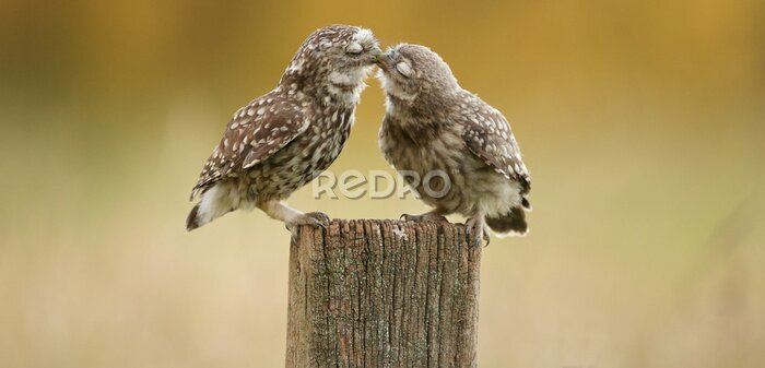 Sticker Kleine uilen kussen