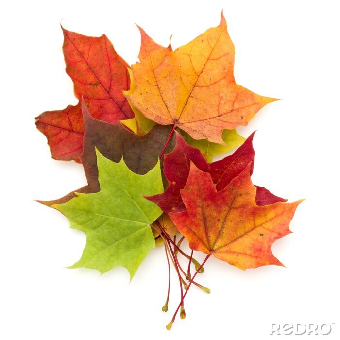 Sticker kleurrijke herfst esdoornblad geïsoleerd op een witte achtergrond