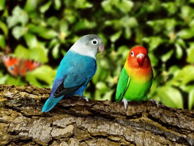 Kleurrijke papegaaien zittend op de boom