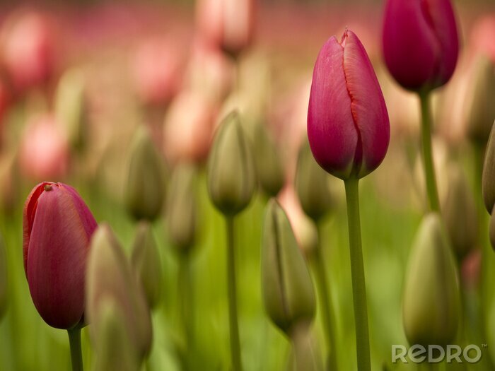Sticker Kleurrijke tulpen