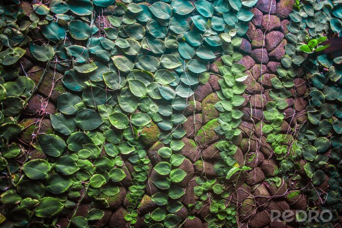 Sticker Klimop bedekte muur