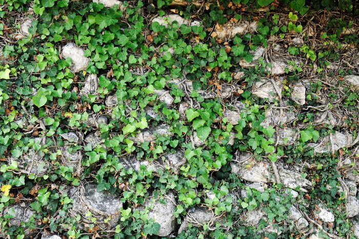 Sticker Klimop op een grijze muur