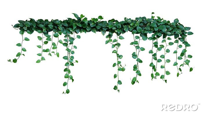 Sticker Klimop planten