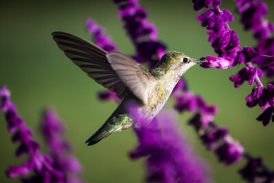 Kolibrie bij de paarse bloemen
