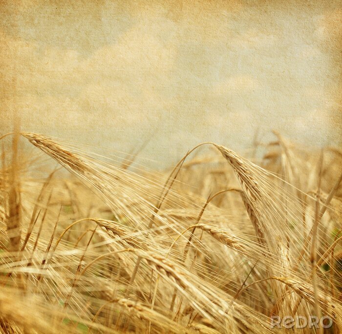 Sticker Korenaren retro-esthetiek