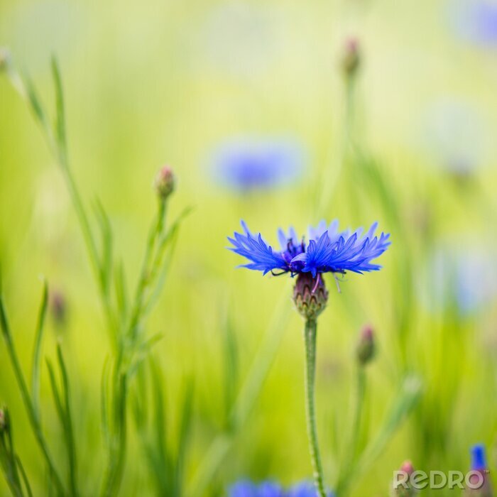 Sticker Korenbloem midden in de natuur