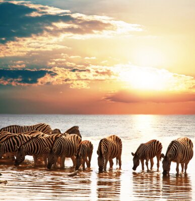 Kudde dieren in het water