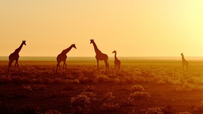 Sticker Kudde van giraffen bij zonsopgang