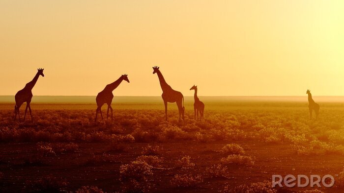 Sticker Kudde van giraffen bij zonsopgang