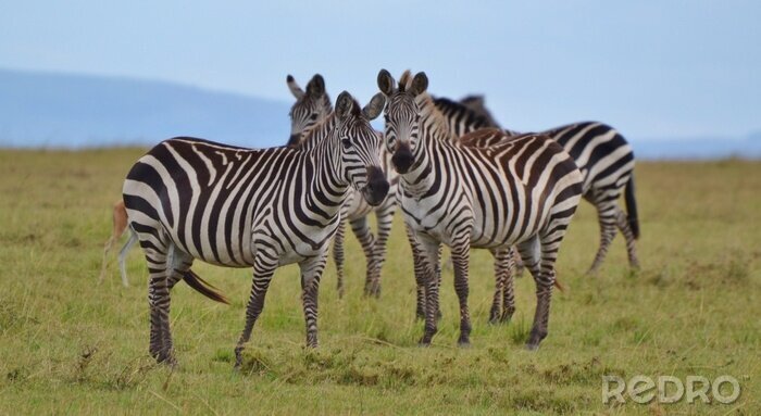 Sticker Kudde van Zebra