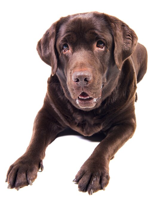 Sticker Labrador op witte achtergrond