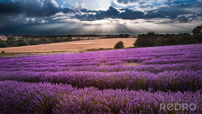 Sticker Landschap met lavendel en mooie lucht