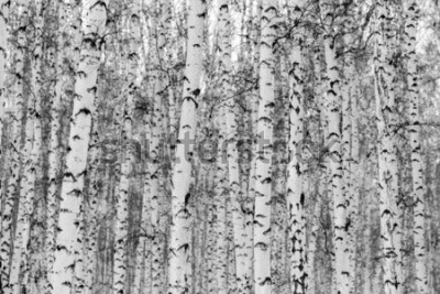 Sticker Landschap van de berk het boswinter, zwart-witte foto