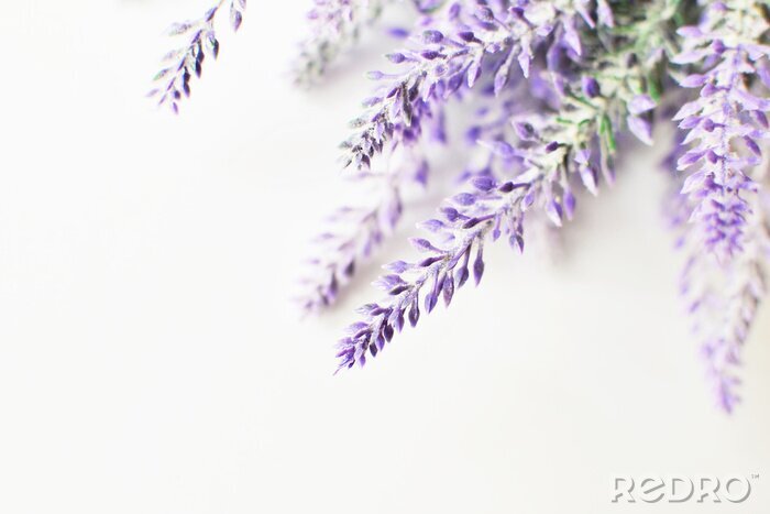 Sticker Lavendel bloem close-up
