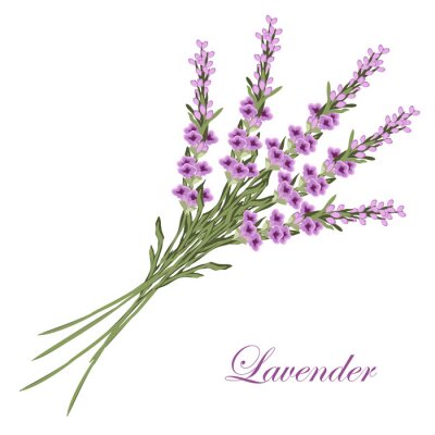 Sticker Lavendel boeket