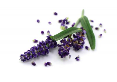 Sticker Lavendel en bestrooide bloemblaadjes
