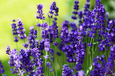 Sticker Lavendel op de achtergrond van een groene weide