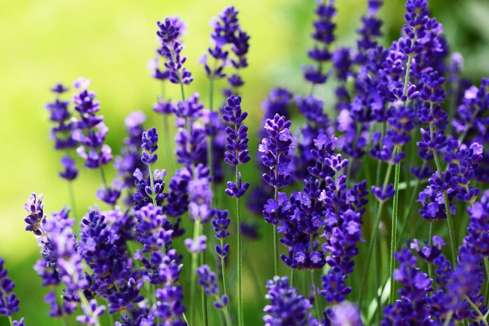 Sticker Lavendel op de achtergrond van een groene weide