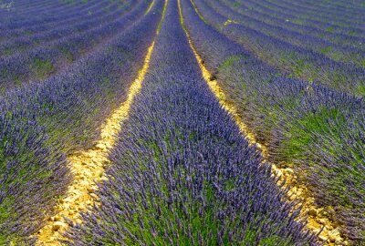 Lavendel veld in de zomerzon