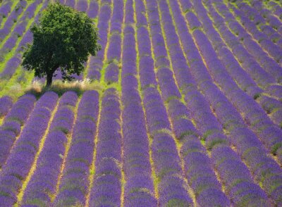 Lavendel veld in volle bloei