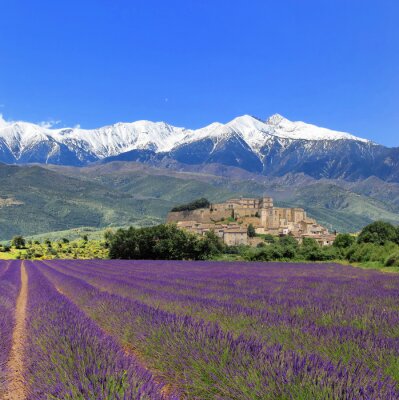 Lavendel veld op een achtergrond van besneeuwde bergen