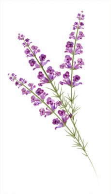Sticker Lavendelbloem in drie takjes